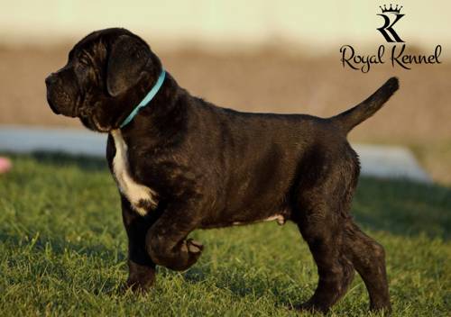 Cane Corso Royal Kennel puppies
