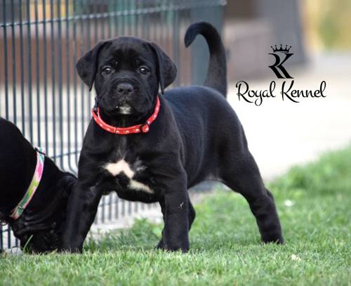 Cane Corso Royal Kennel puppies