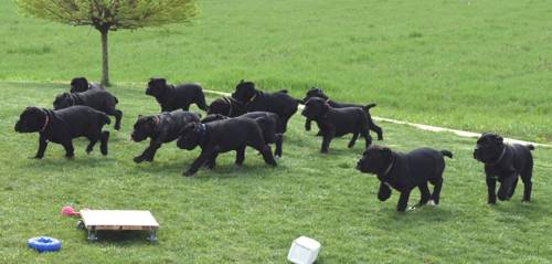 Cane Corso puppies, Lovingly raised Cane Corso breeders