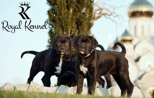 Cane Corso puppies,  Family-friendly Cane Corso, Cane Corso health screening