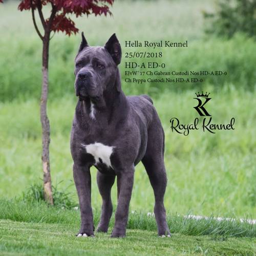 Cane Corso Royal Kennel dog show