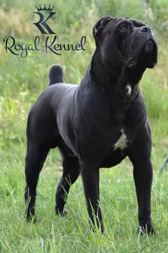 Cane Corso Royal Kennel stud